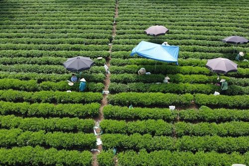 Thái Nguyên: Ấn định thời gian tổ chức Lễ hội Hương sắc trà xuân