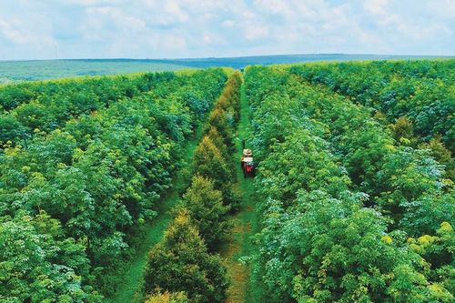 Công ty cổ phần Cao su Đắk Lắk vượt khó vươn lên phát triển bền vững