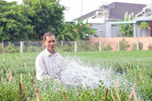 Thiếu thương lái gom hoa Tết, chủ vườn huy động người nhà tự bán