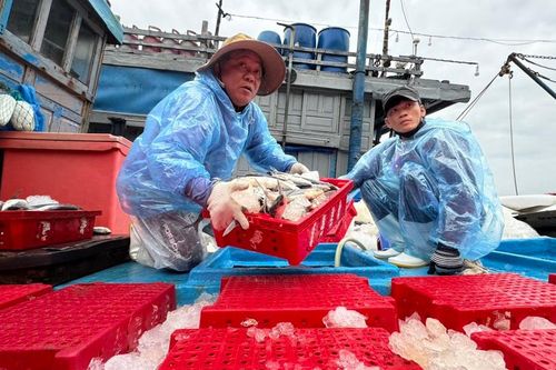 Ngư dân Quảng Ngãi trúng đậm dịp giáp Tết