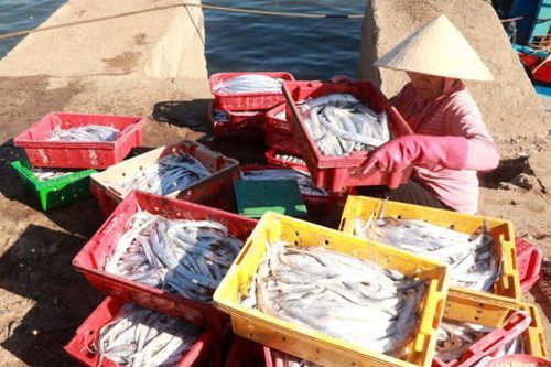 Ngư dân được mùa, được giá những chuyến biển giáp Tết