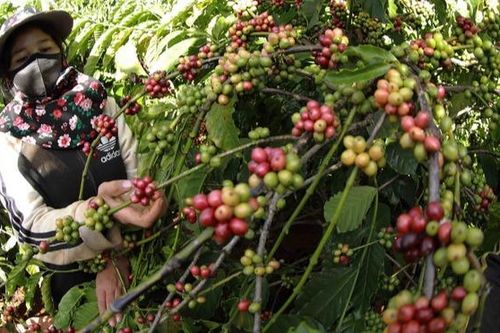 Cơ hội cho cà-phê Việt thâm nhập thị trường Thụy Điển