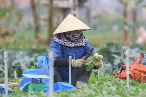 Vựa rau lớn nhất tỉnh Nghệ An 'trúng đậm' dịp Tết Nguyên đán