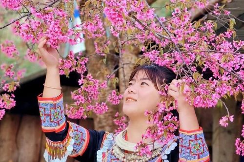 Du khách thích thú ngắm hoa tớ dày nhuộm hồng Mù Cang Chải