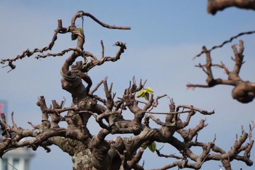 Ngắm cây khế 'cổ thụ' có giá hơn 2,2 tỷ đồng được trưng bày ở Thanh Hóa