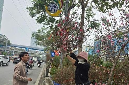 Hà Nội: Giá đào Tết tăng gấp đôi, nhiều người tạm gác thú chơi hoa