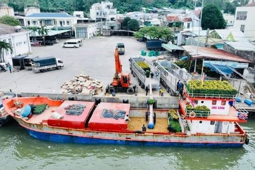 Rộn ràng những chuyến tàu chở hoa xuân ra đảo Lý Sơn