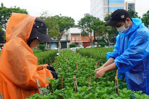 Đội mưa rét ngắt nụ hoa, sinh viên kiếm bộn tiền tiêu Tết