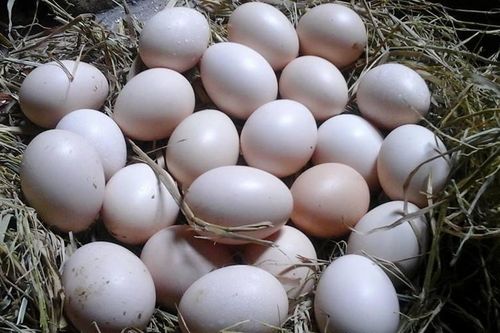 Ăn trứng gà tiêm thuốc diệt chuột, 2 anh em phải đi cấp cứu