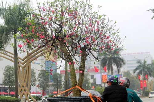 Dịch vụ vận chuyển cây cảnh Tết kém sôi động