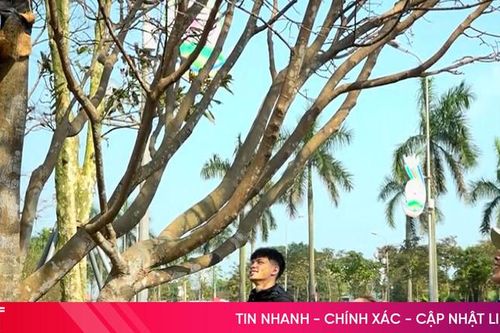 Chiêm ngưỡng những cây mai cổ hơn 80 năm tuổi tại chợ hoa Tết Hà Tĩnh