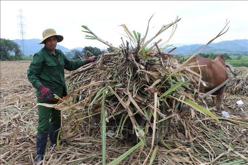 Giá mía tăng cao, nông dân phấn khởi đón Tết