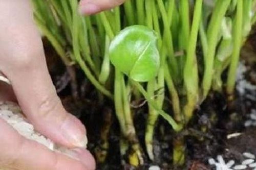 Lợi ích của việc rắc một nắm gạo vào chậu cây