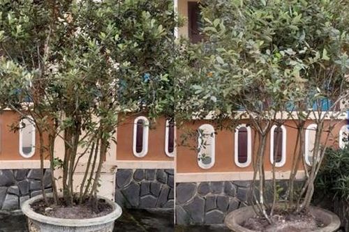 Bắt nhân viên văn phòng đăng ký đất đai 'nhận' 2 chậu sim cảnh