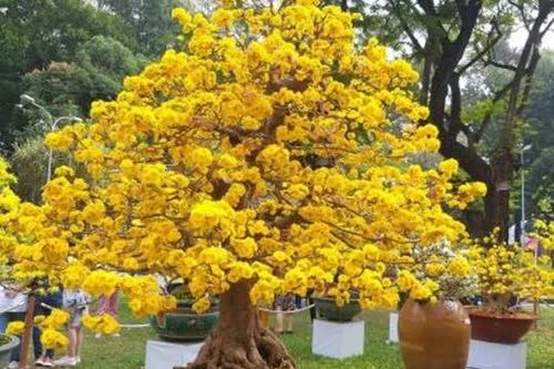 Tết Nguyên đán 2025: 6 cây cảnh 'tỏa mùi giàu sang', người có tiền thích chưng trong nhà để chiêu may, gọi lộc