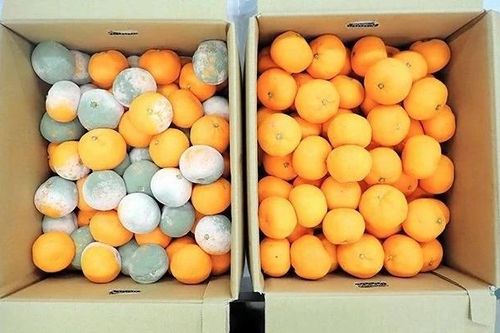 Bước đột phá trong công nghệ bảo quản trái cây và rau củ tươi tại Nhật Bản