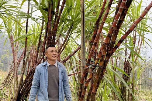 Nông dân Mường Khương hối hả thu hoạch mía xương gà phục vụ Tết