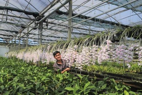 Hoa phong lan Bảo Lộc 'cháy hàng' dịp Tết
