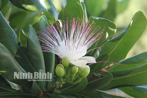 Cây bàng vuông - Biểu tượng của người lính đảo Trường Sa