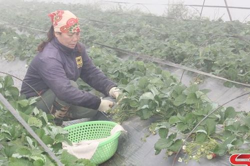 Hỗ trợ nông dân phát triển kinh tế