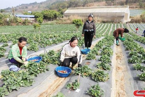 Mai Sơn vào vụ thu hoạch dâu tây