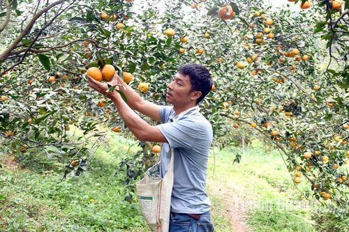 Thành quả của anh nông dân trồng cam sành hữu cơ