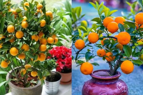 5 loại cây 'hút' tài lộc vào nhà dịp Tết