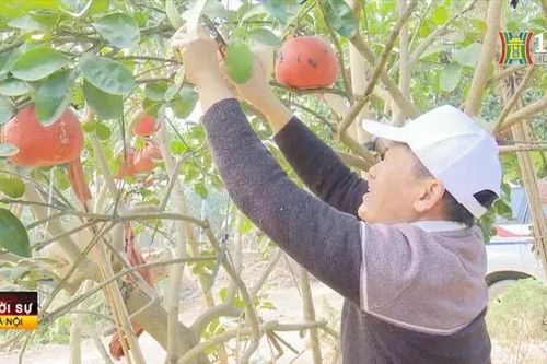 Bưởi đỏ Đông Cao thất thu