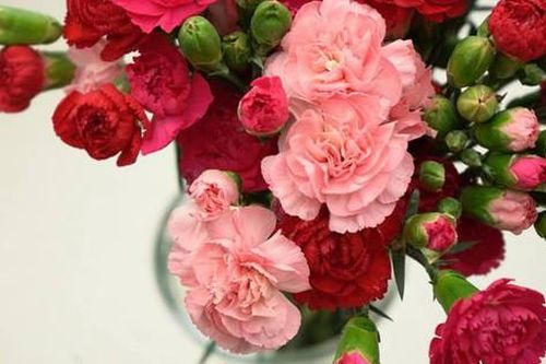 Hoa cẩm chướng nhiều người ưa chuộng, vậy có nên cắm hoa cẩm chướng ngày Tết?
