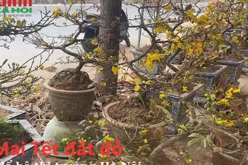 Mai Tết đắt đỏ, đổ bộ thị trường Hà Nội