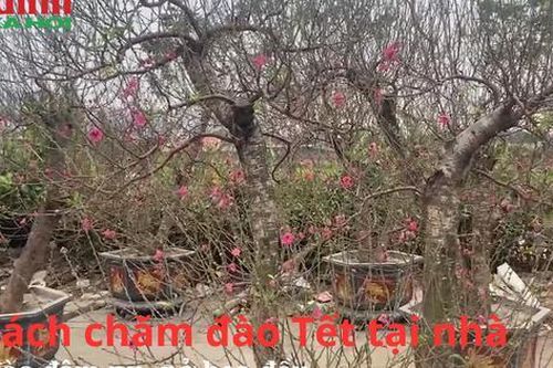 Chủ nhân 1.000 gốc đào tại Hà Nội hướng dẫn cách chăm sóc đào đậm nụ, nở hoa đều ngày Tết