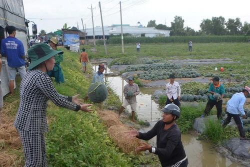 Xóm trồng dưa hấu ở Bạc Liêu vào vụ Tết