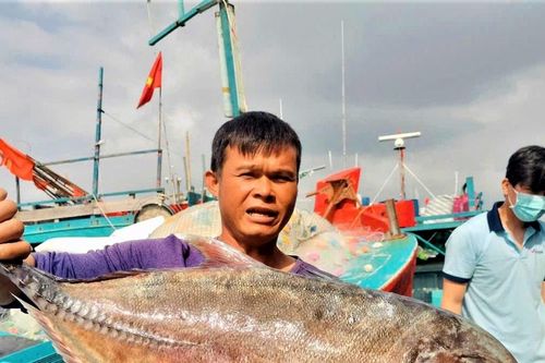 Quảng Ngãi: Ngư dân chở lộc biển cập cảng đón Tết