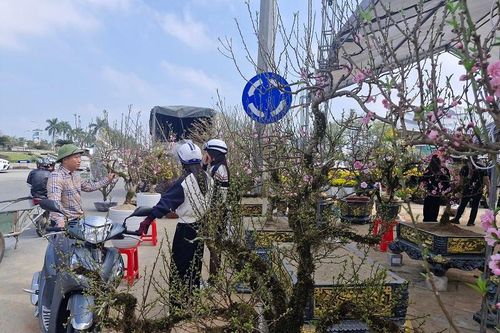 Hà Tĩnh: thị trường hoa Tết phong phú, sức mua chưa cao
