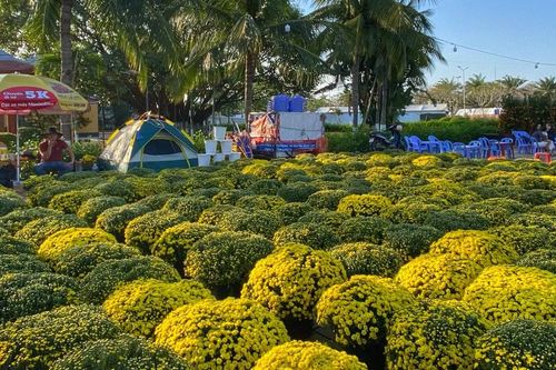 Hoa nở rộ nhưng thưa thớt người mua