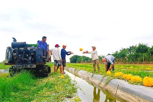 'Thủ phủ' dưa hấu Cà Mau tất bật thu hoạch bán Tết