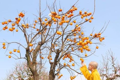 Ngắm cây hồng cổ nguyên quả giá trăm triệu