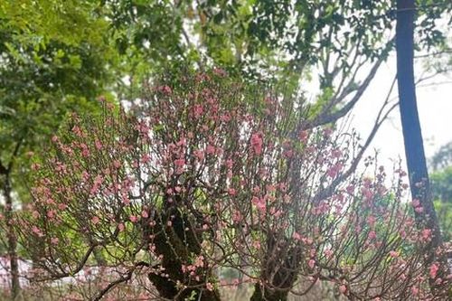 Đào rừng Sơn La cổ thụ giá gần trăm triệu hút khách ở TPHCM