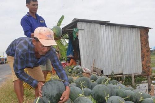 Cảnh nhộn nhịp thu hoạch dưa hấu ngày cận Tết ở Bạc Liêu