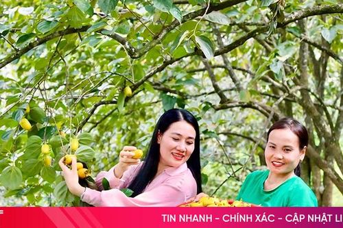 'Quả ngọt' miền đồi Vũ Quang