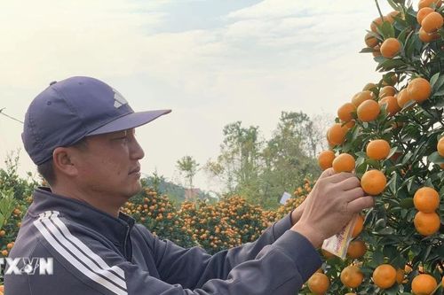 Quất Nam Phong đắt hàng, được giá dịp Tết Nguyên đán Ất Tỵ 2025