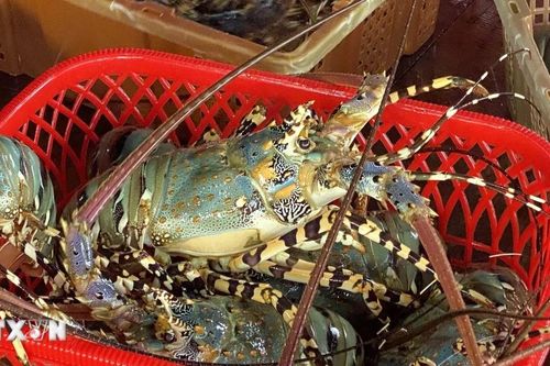 Gắn 'hộ chiếu' để thúc đẩy xuất khẩu tôm hùm chính ngạch tới nhiều thị trường