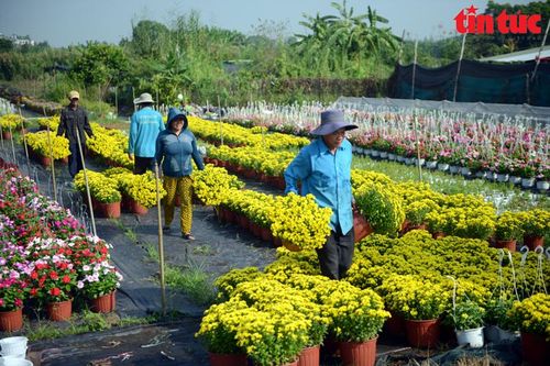 TP Hồ Chí Minh: Nhà vườn trồng hoa Tết phấn khởi vì được mùa, được giá
