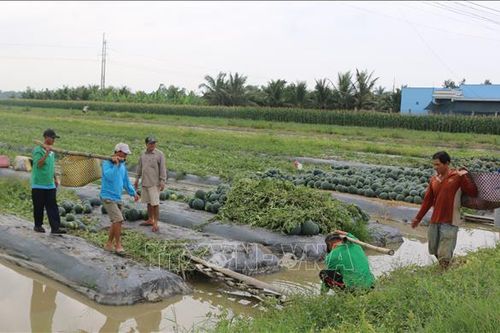Nông dân được mùa, được giá dưa hấu Tết
