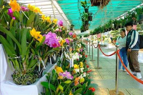 Nhiều hoạt động, chương trình hấp dẫn hút khách dịp Tết Nguyên đán