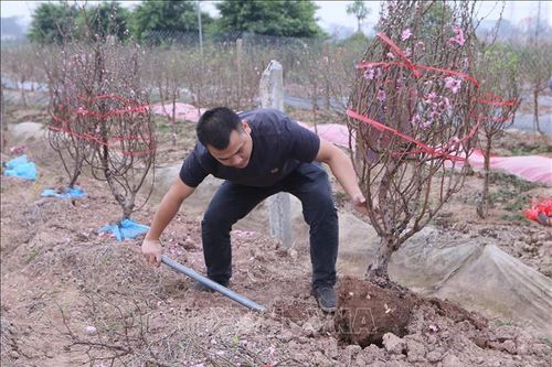 Người trồng đào thắng lớn vụ Tết