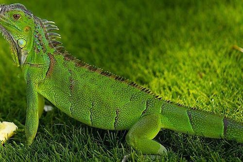 Đài Loan đối phó với loài bò sát gây hại cho nông nghiệp
