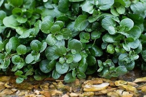 Mỹ đánh giá 'rau tốt nhất thế giới' hóa ra là rau quen thuộc ở nước ta