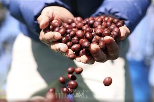 Cơn sốt giá cà phê ở Australia: Bài toán cung cầu toàn cầu