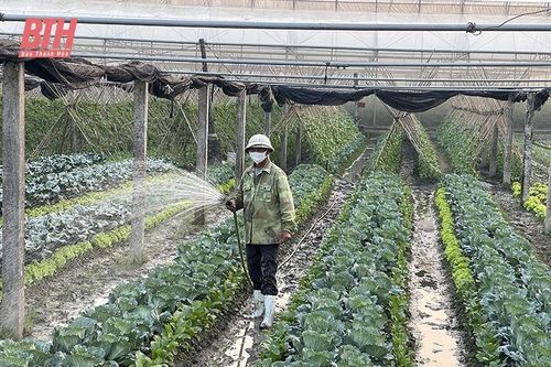 Rau màu cho thị trường tết